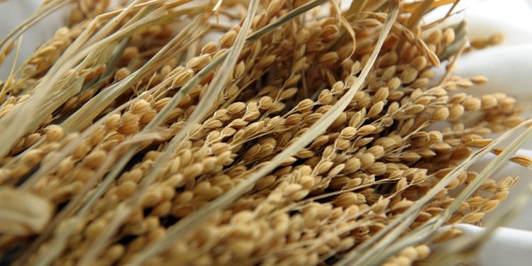 Negara-negara Asia Berlomba Ciptakan Varietas Padi Tahan Iklim