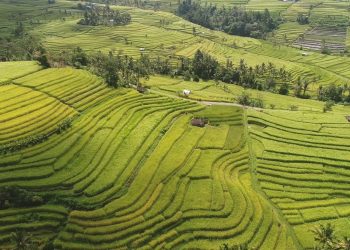 Upaya di Musim Kemarau, Perluasan Areal Tanam di Temanggung Capai 496 Hektare