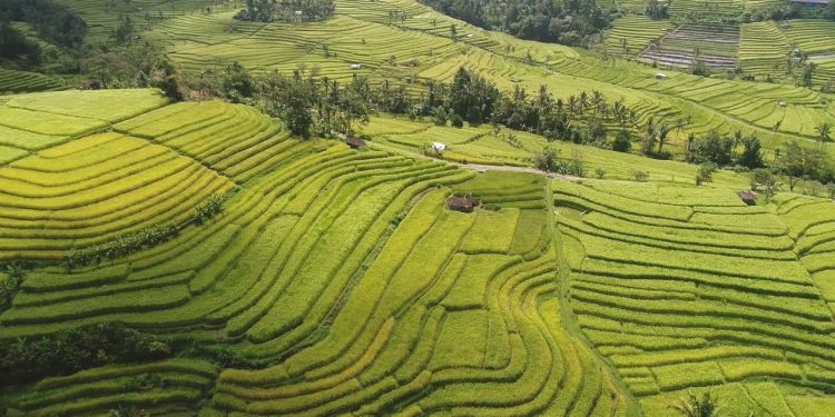 Upaya di Musim Kemarau, Perluasan Areal Tanam di Temanggung Capai 496 Hektare