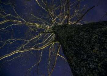 Peneliti: Waktu Musnah Bumi Bisa Dilihat dari Batang Pohon