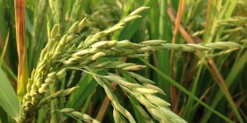 Gara-gara Krisis Iklim, Produksi Padi Asia Tenggara Diprediksi Merosot