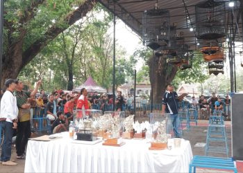 Promosi Wisata Lewat Kicauan Burung: Mas Wiwit Siapkan Lomba Bupati Cup Jepara