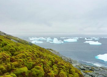 Bumi Semakin Panas! Kini Benua Es Antartika Mulai Menghijau