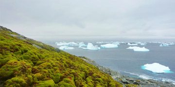 Bumi Semakin Panas! Kini Benua Es Antartika Mulai Menghijau