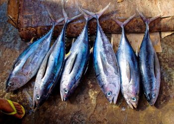 FDA Keluarkan Data Ikan Bermerkuri Tinggi, Ini Daftarnya!