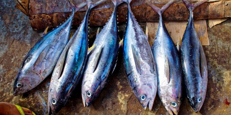 FDA Keluarkan Data Ikan Bermerkuri Tinggi, Ini Daftarnya!