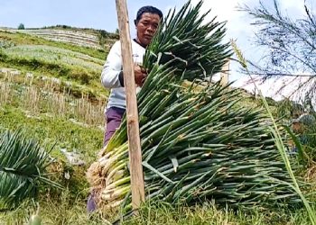 Anjlok Sepekan, Harga Sayuran di Magelang Mulai Naik Meski Petani Susah Untung