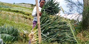 Anjlok Sepekan, Harga Sayuran di Magelang Mulai Naik Meski Petani Susah Untung