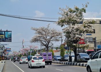 Kota Magelang Makin Cantik, Jalan-jalan Dipenuhi Pohon Tabebuya Bermekaran