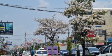 Kota Magelang Makin Cantik, Jalan-jalan Dipenuhi Pohon Tabebuya Bermekaran