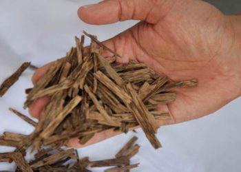 Kayu Gaharu si ‘Emas Hijau’ Potensi Besar Ekspor Indonesia