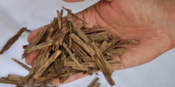 Kayu Gaharu si ‘Emas Hijau’ Potensi Besar Ekspor Indonesia