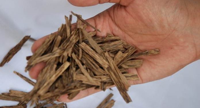 Kayu Gaharu si ‘Emas Hijau’ Potensi Besar Ekspor Indonesia