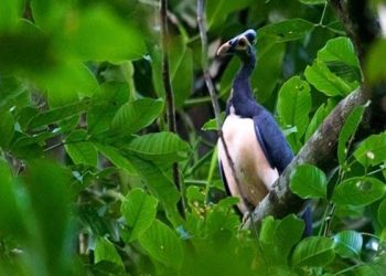 Didominasi Cagar Alam, Indonesia Kini Miliki 574 Kawasan Konservasi