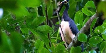 Didominasi Cagar Alam, Indonesia Kini Miliki 574 Kawasan Konservasi