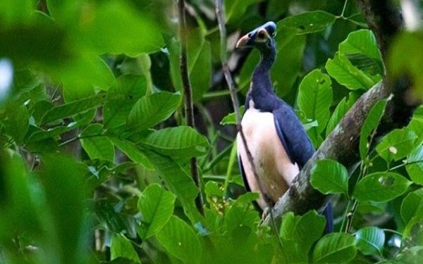 Didominasi Cagar Alam, Indonesia Kini Miliki 574 Kawasan Konservasi