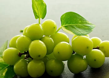 Menkes RI Minta Masyarakat Lakukan Ini, Usai Geger Racun Anggur Shine Muscat