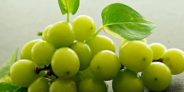 Menkes RI Minta Masyarakat Lakukan Ini, Usai Geger Racun Anggur Shine Muscat