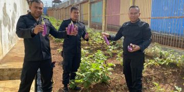 Penuhi Kemandirian Pangan, Warga Binaan di Batang Produktif Berkebun di Balik Tembok Lapas