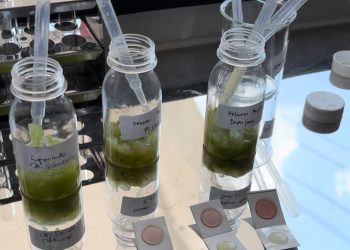 Pemprov Jateng Uji Residu Pestisida Anggur Muscat, Ini Hasil Lab-nya