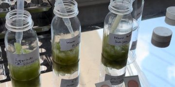 Pemprov Jateng Uji Residu Pestisida Anggur Muscat, Ini Hasil Lab-nya