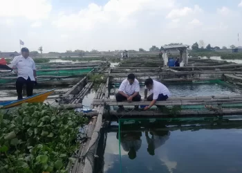 Akibat Peristiwa Upwelling, 12,7 Ton Ikan di Waduk Cengklik Boyolali Gagal Panen