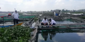 Akibat Peristiwa Upwelling, 12,7 Ton Ikan di Waduk Cengklik Boyolali Gagal Panen