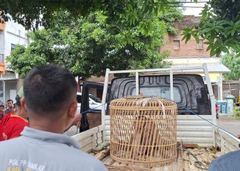 Satwa Liar Resahkan Warga, Damkar Jepara Evakuasi Monyet di Kabel Tegangan Tinggi