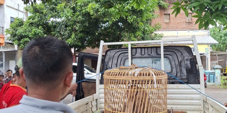 Satwa Liar Resahkan Warga, Damkar Jepara Evakuasi Monyet di Kabel Tegangan Tinggi