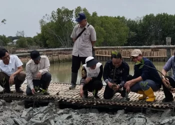 Hadapi Perubahan Iklim Ekstrem, Kementrian LH Akan Bangun 800 Ha Areal Magnroove di Demak