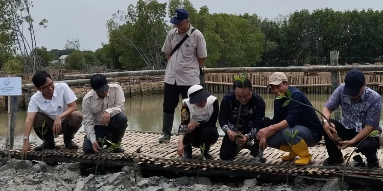 Hadapi Perubahan Iklim Ekstrem, Kementrian LH Akan Bangun 800 Ha Areal Magnroove di Demak