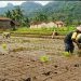 Masuki Musim Tanam Padi, Petani di Magelang Dihimbau Antisipasi Hama Wereng