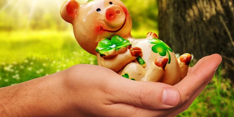 Peminat Transplantasi Organ Babi Semakin Meningkat, Mungkinkah Dinormaslisasi di Masa Depan