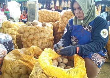 Produktifitas Tinggi, Harga Kentang di Kabupaten Magelang Terpantau Naik