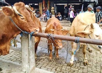 Kasus PMK di Magelang Naik Turun, Terbaru Ada 25 Ekor Sapi Terinfeksi