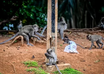 Turun Gunung Cari Makan, Puluhan Monyet Masuki Desa-desa di Temanggung