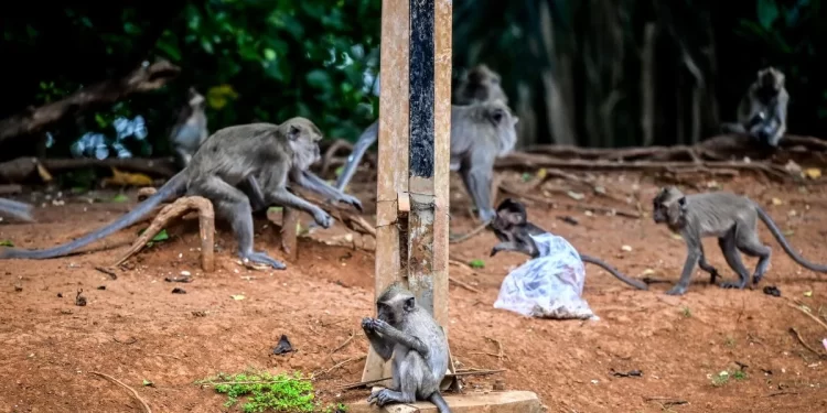 Turun Gunung Cari Makan, Puluhan Monyet Masuki Desa-desa di Temanggung