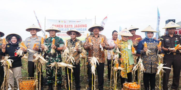 Panen Raya Jagung di Grobogan, Hasil Produksi Capai 4.624 hingga 5.780 Ton