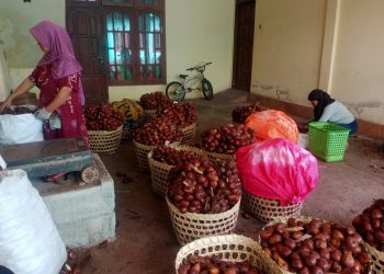 Panen Raya Salak Pondoh di Magelang Dihadapkan Harga Jual Murah di Tingkat Petani