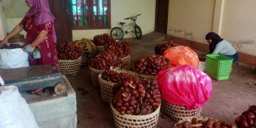 Panen Raya Salak Pondoh di Magelang Dihadapkan Harga Jual Murah di Tingkat Petani
