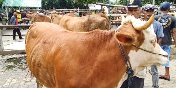 Pengawasan Pasar Hewan di Magelang Diperketat Karena Isu PMK