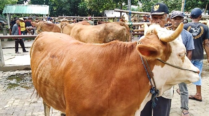 Pengawasan Pasar Hewan di Magelang Diperketat Karena Isu PMK