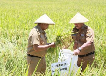 Sumbang 17% Pangan Nasional, Produksi Padi di Jateng 2024 Capai 8,8 Juta Ton