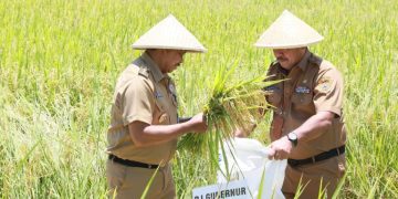 Sumbang 17% Pangan Nasional, Produksi Padi di Jateng 2024 Capai 8,8 Juta Ton
