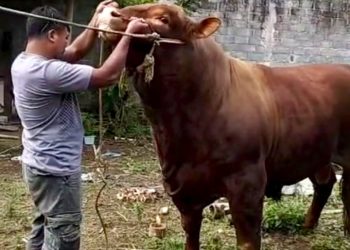 Sapi 1 Ton dari Magelang Jadi Pilihan Presiden Prabowo untuk Kurban Idul Adha