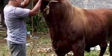 Sapi 1 Ton dari Magelang Jadi Pilihan Presiden Prabowo untuk Kurban Idul Adha