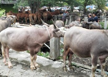 Kerbau Merapi Laris Diborong untuk Kurban Warga Pantura