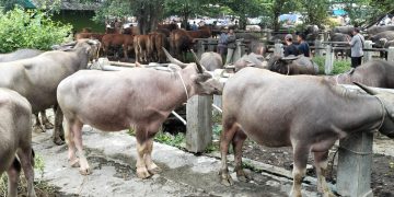 Kerbau Merapi Laris Diborong untuk Kurban Warga Pantura