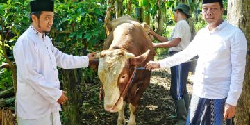 Warga Borobudur Terima Sapi Kurban dari Presiden, Wabup Magelang Serahkan Langsung