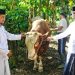 Warga Borobudur Terima Sapi Kurban dari Presiden, Wabup Magelang Serahkan Langsung